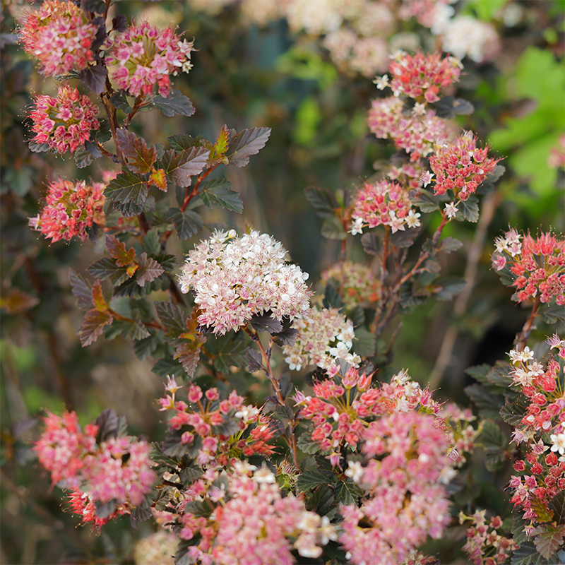 Physocarpus opul 'Tiny Wine'