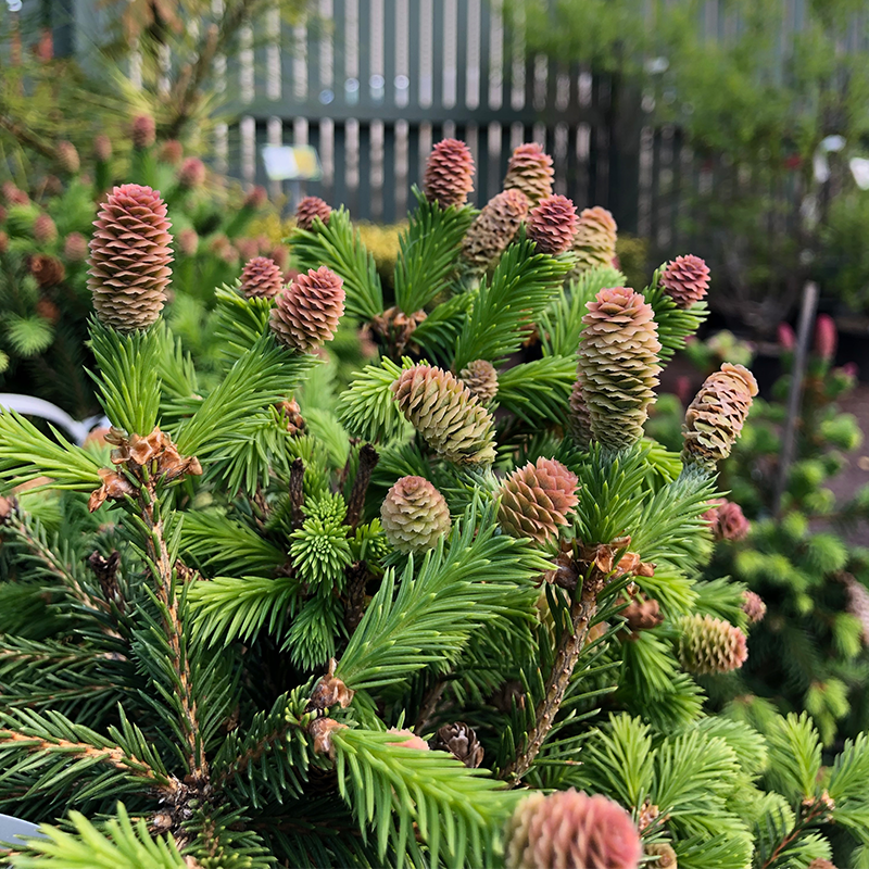 Picea abies 'Pusch'