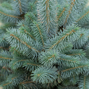 Picea pung 'Monty'