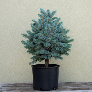 Picea pung 'Monty'