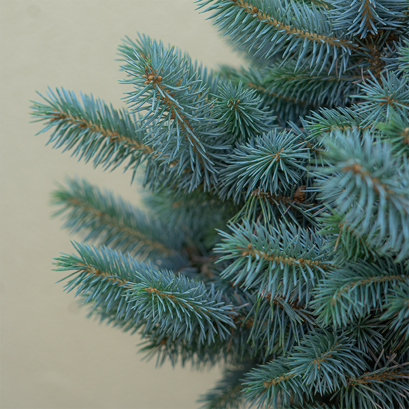Picea pung 'Monty'