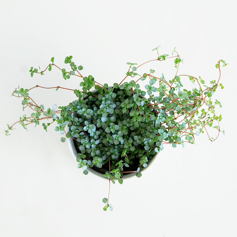 Pilea glau 'Aquamarine' 3.5"