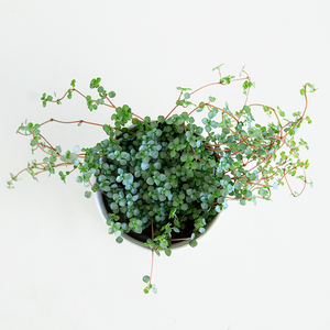 Pilea glau 'Aquamarine' 3.5"