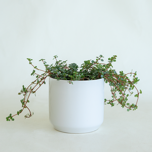 Pilea glau 'Aquamarine' 3.5"