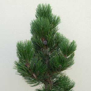 Pinus held 'Indigo Eyes'