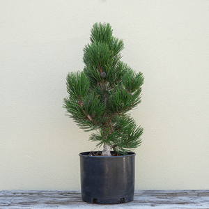 Pinus held 'Indigo Eyes'
