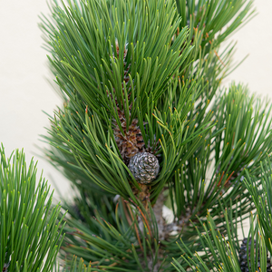 Pinus held 'Indigo Eyes'