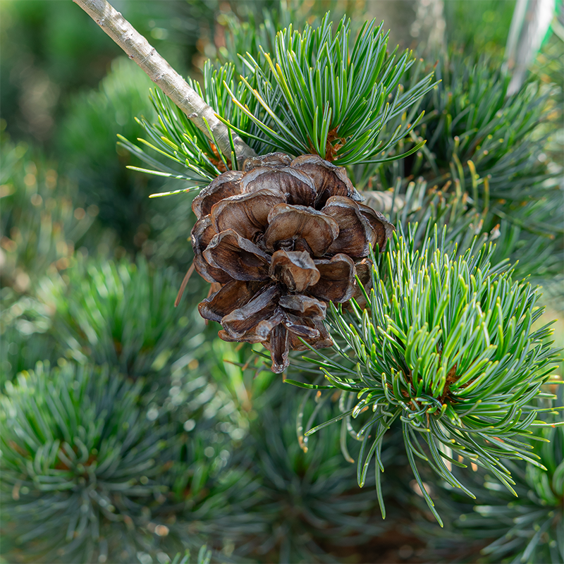 Pinus par 'Glauca Brevifolia'