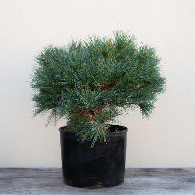 Pinus strob 'Blue Shag'