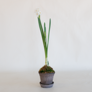 Planted Paperwhites in Copenhagen Planter Grey 3.9"