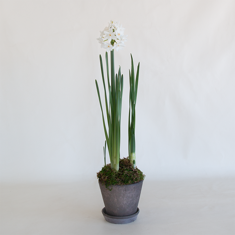 Planted Paperwhites in Julie Planter Grey 5.5"