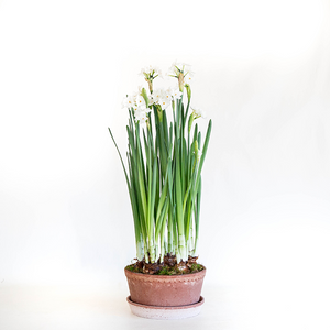 Planted Paperwhites in Helena Herb Planter Rosa 8.3"