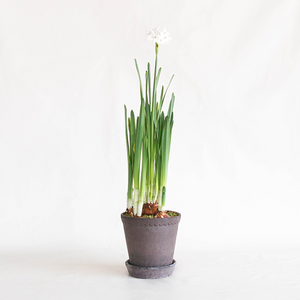 Planted Paperwhites in Helena Planter Grey 6.3"