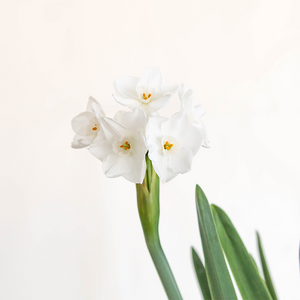 Planted Paperwhites in Helena Planter Rosa 6.3"