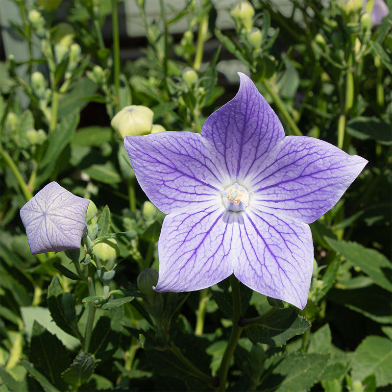 Platycodon 'Sentimental Blue' Q01
