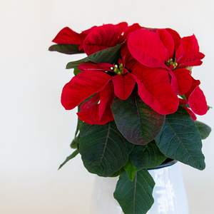 Poinsettia  Christmas Mouse Red