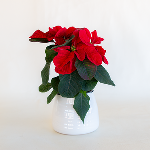 Poinsettia  Christmas Mouse Red