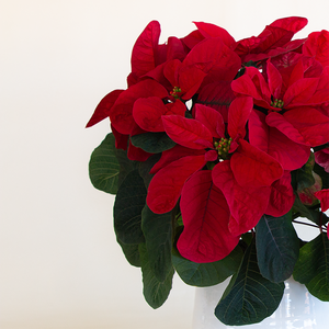 Poinsettia  Christmas Mouse Red