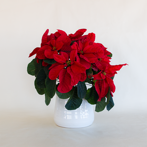 Poinsettia  Christmas Mouse Red