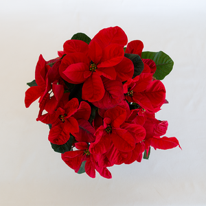 Poinsettia  Christmas Mouse Red