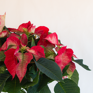 Poinsettia Ice Crystal