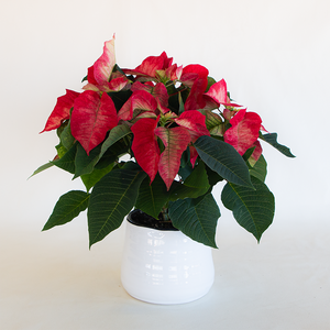 Poinsettia Ice Crystal