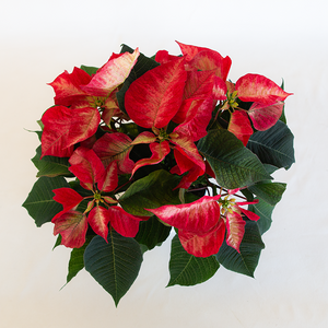 Poinsettia Ice Crystal