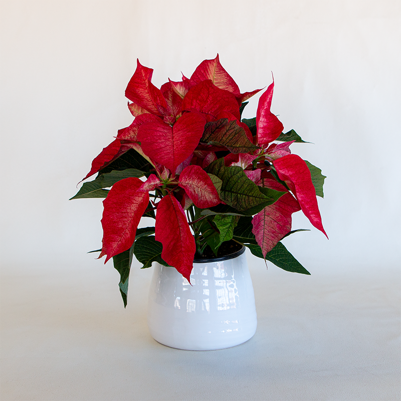 Poinsettia Ice Crystal