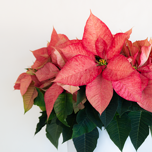 Poinsettia Ice Crystal