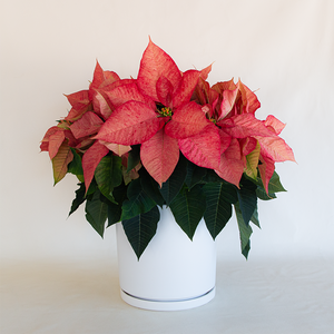 Poinsettia Ice Crystal