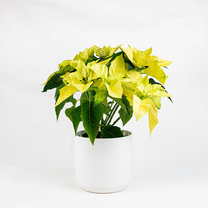 Poinsettia Lemon Glow