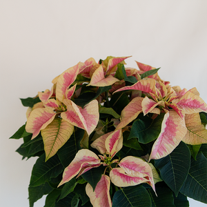 Poinsettia Marble