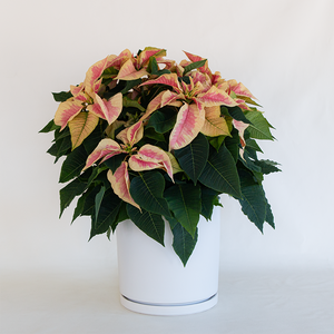 Poinsettia Marble