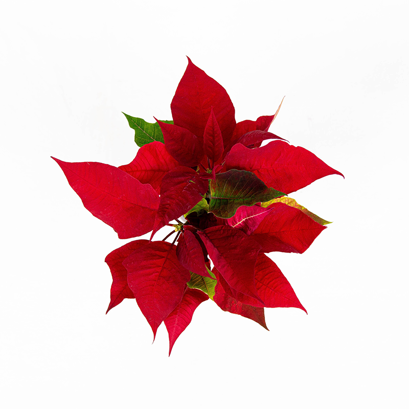 Poinsettia Red 2.5"