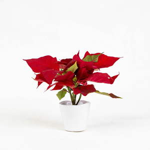 Poinsettia Red 2.5"