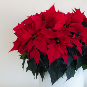 Poinsettia Red