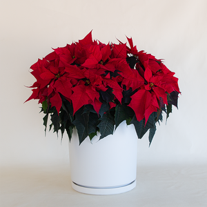 Poinsettia Red