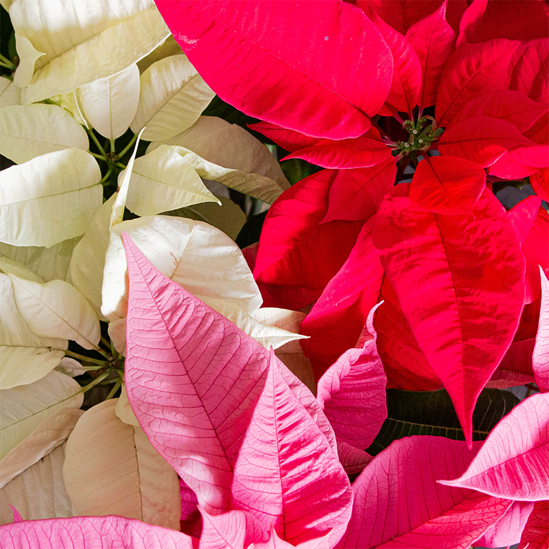 Poinsettia Tricolor 8"