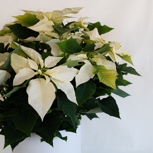 Poinsettia White