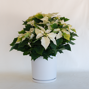 Poinsettia White