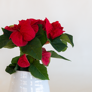 Poinsettia Winter Rose Red 2.5"