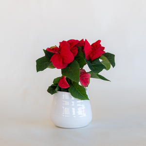 Poinsettia Winter Rose Red 2.5"