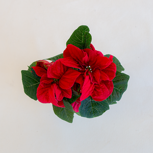 Poinsettia Winter Rose Red 2.5"