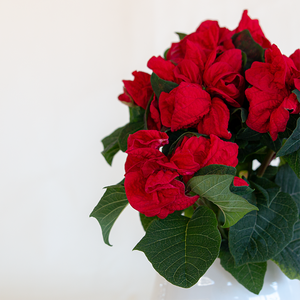 Poinsettia Winter Rose Red