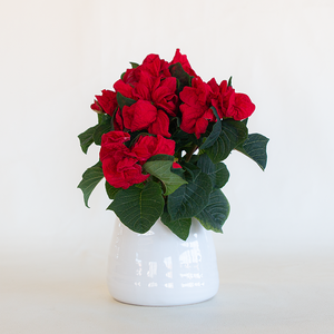 Poinsettia Winter Rose Red