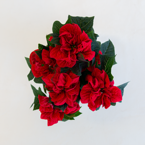 Poinsettia Winter Rose Red
