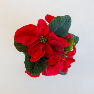 Poinsettia  Christmas Mouse Red