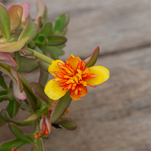 Portulaca 'Double Guava' 4"
