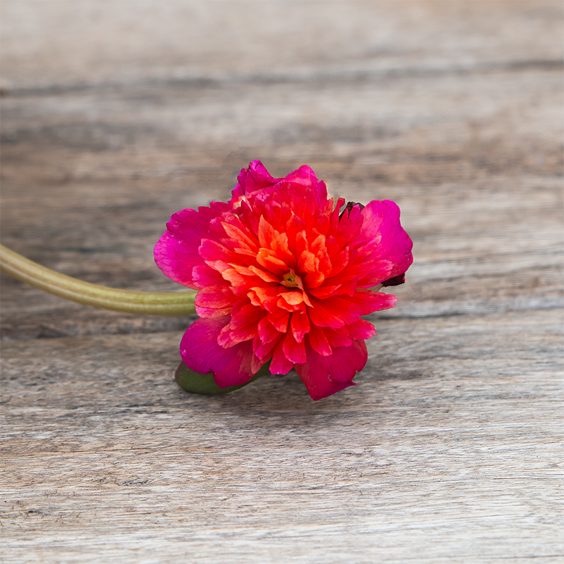 Portulaca 'Double Magenta' 4"