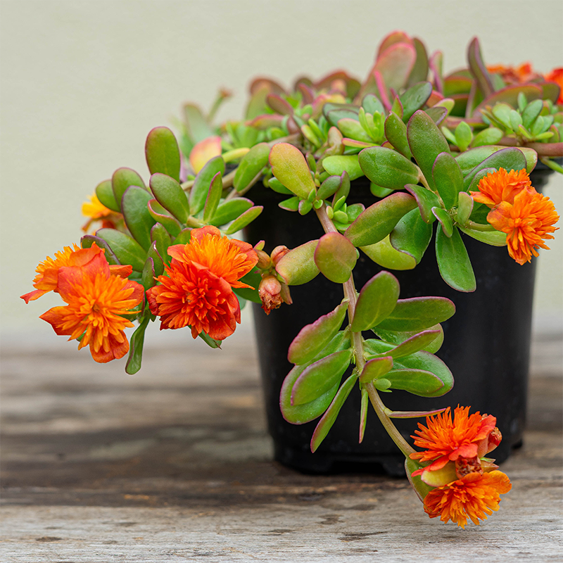 Portulaca 'Double Orange' 4"